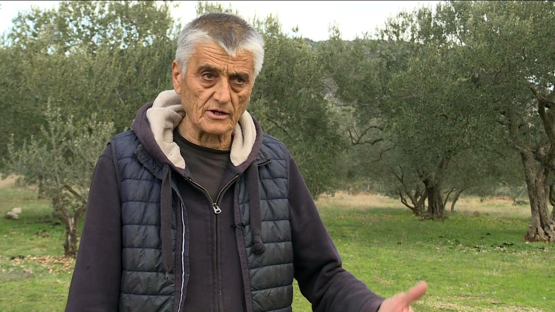 Matić o neumskoj maslini: Nama je uzor Istra
